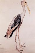 Zayn AL Din, A Painted Stork